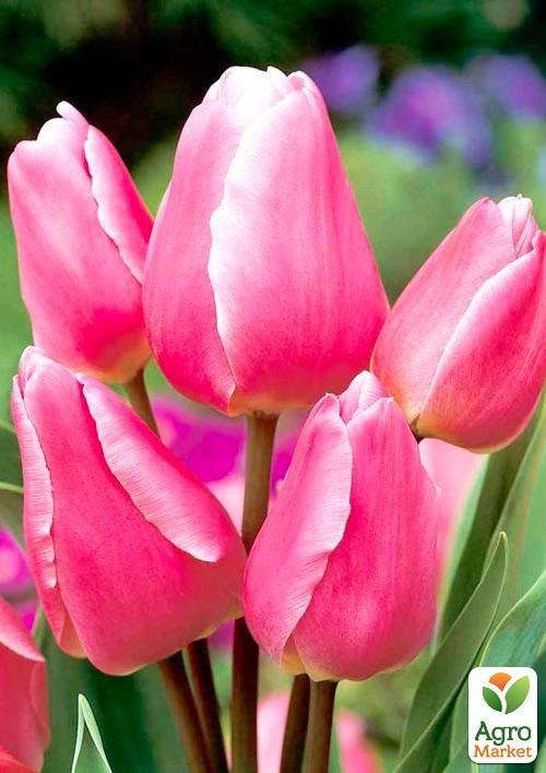 Тюльпан "Happy Family" 2шт в упаковці