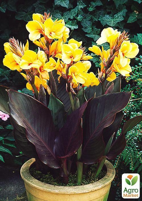 Канна "Louis Cottin" 1шт в упаковке - фото 3