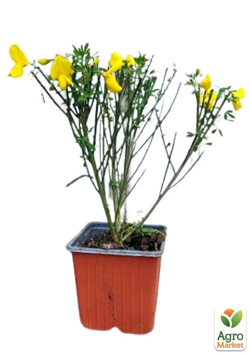 Ракитник Cytisus Scoparius "Vanessa" - фото 2