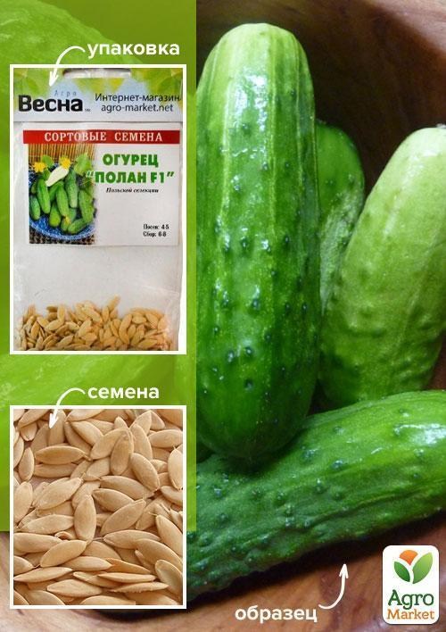 Огурец "Полан F1" (Зипер) ТМ "Весна" 1.5г