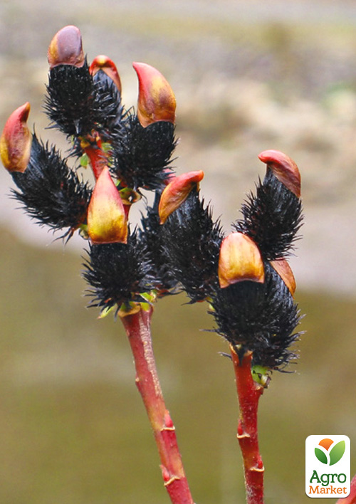 Ива тонкостолбиковая черная "Меланостахис" (Salix gracilistyla "Melanostachys") высота 25-40см - фото 4