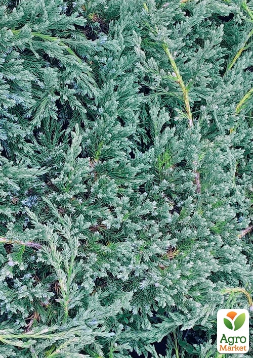 Можжевельник чешуйчатый "Blue Spider" вазон С2, высота 40-50см - фото 5