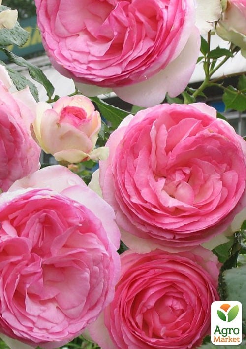 Роза в контейнере английская "Эдем" (саженец класса АА+)  - фото 4