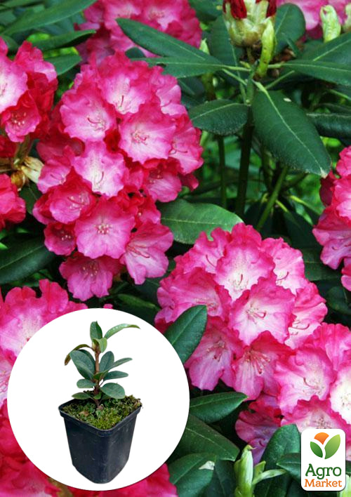Рододендрон рожевий "Фантастика" (Fantastica)