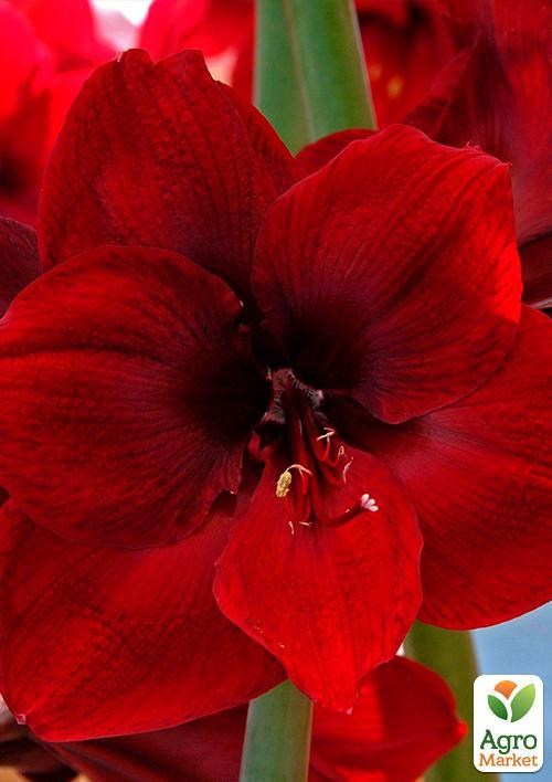 Амариллис "Grand Diva" (размер 26/28 , очень крупный) 1шт в упаковке