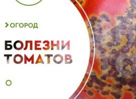 Хвороби помідор - корисні статті про садівництво від Agro-Market