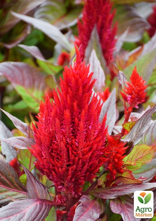 Целозія темнолистна "New Look" - фото 2