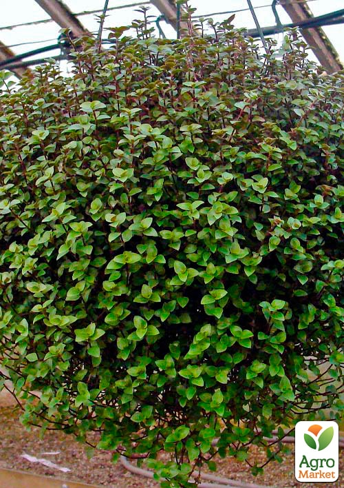 Калізія повзуча «Repens Green» - фото 2