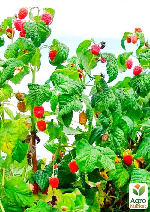 Малиновое дерево "Столешник" - фото 2