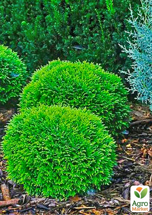 Туя западная "Hoseri" С3, высота 25-30см - фото 6