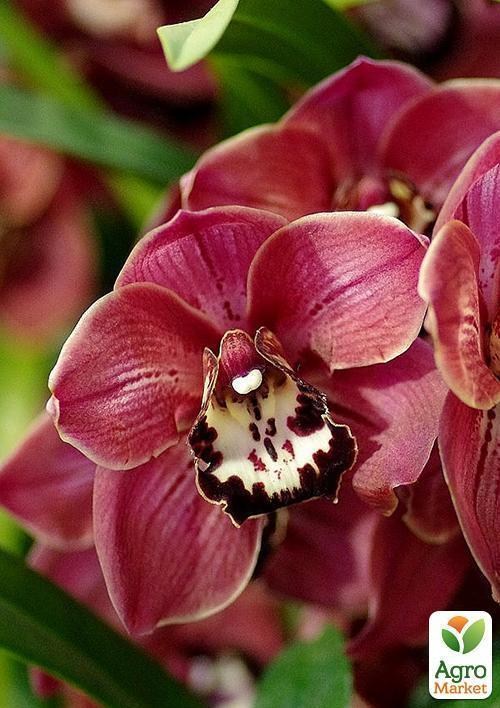 Орхідея "Санта Клаус" ТМ "Vesna Exclusive" 10шт