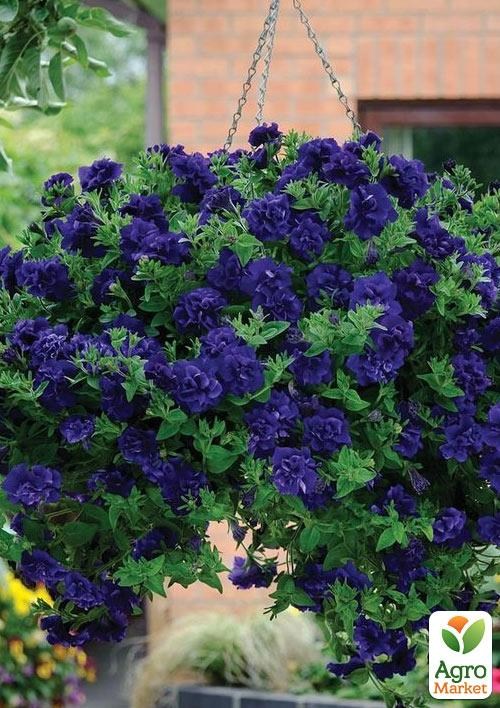 Петунія напівампельна Tumbelina "Belinda" (контейнер №10, висота 10-15см)