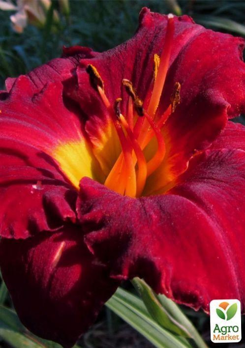 Лилейник "Noble Warrior" 1шт в упаковке