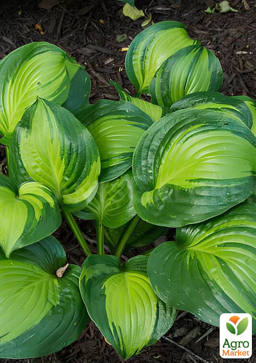 Хоста гібридна "Adorable" С3 - фото 4
