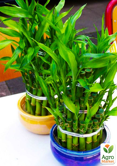 LMTD Бамбук Счастья "Lucky Tower" высота 25-30см