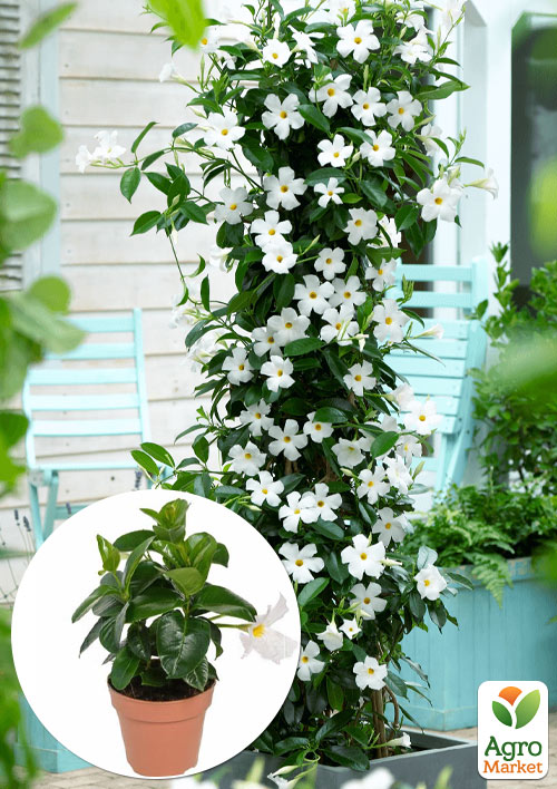 Дипладения (Mandevilla) "Rio White" (цветущая лиана)