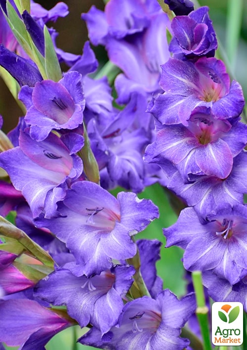 Гладіолус "Performer"  - фото 4