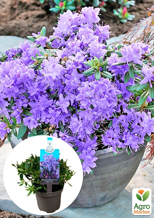 LMTD Рододендрон цветущий 2-х летний "Night Sky" (высота 20см)