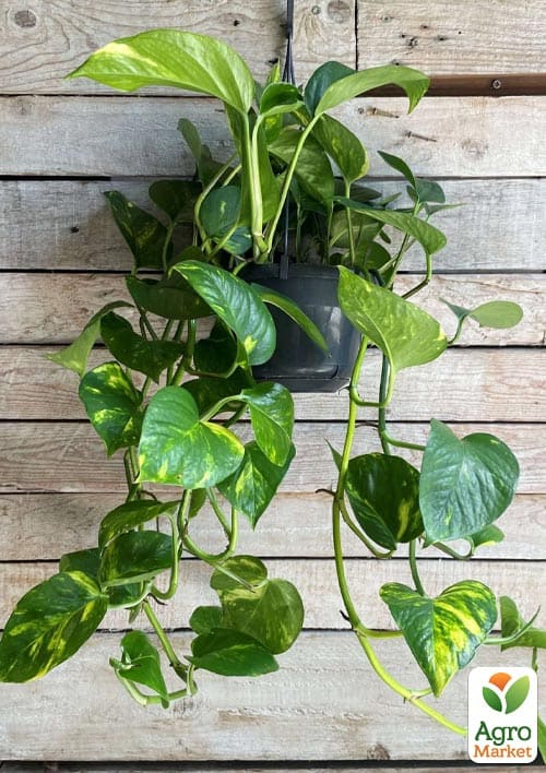 Эпипремнум "Pinnatum" 20-30см - фото 6