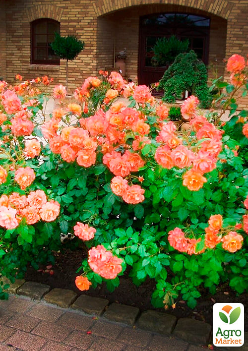 Роза плетистая "Aloha" (саженец класса АА+) высший сорт - фото 4