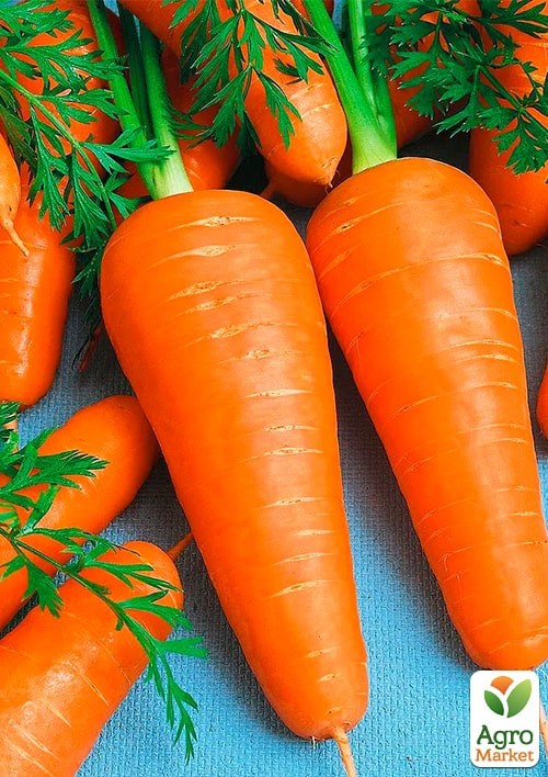 Морква "Арго" (Зіпер) ТМ "Весна" 5г  - фото 2