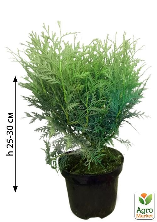 Туя западная "Little Champion" С3, высота 25-30см - фото 2