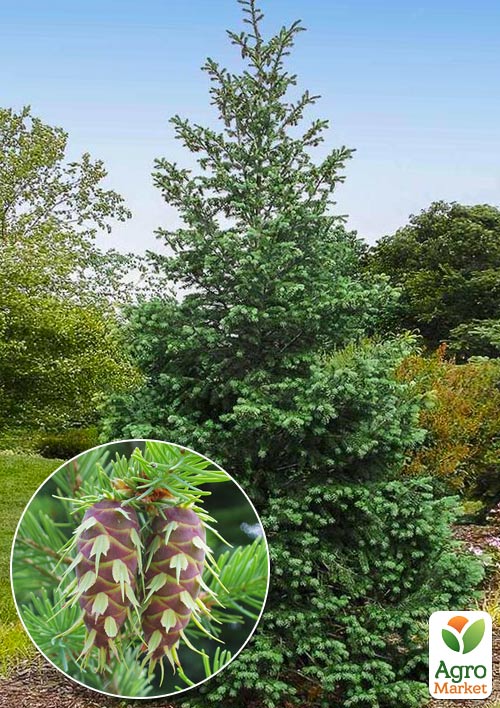 Псевдотсуга Мензиса (Pseudotsuga) С1,5 высота 30-40 см