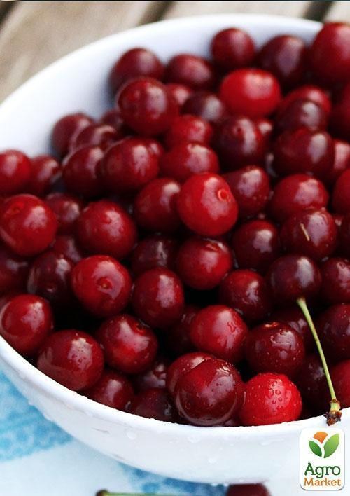 Эксклюзив! Вишня темно-красная "Мисс Диор" (Miss Dior) (премиальный высокоурожайный сорт) - фото 2