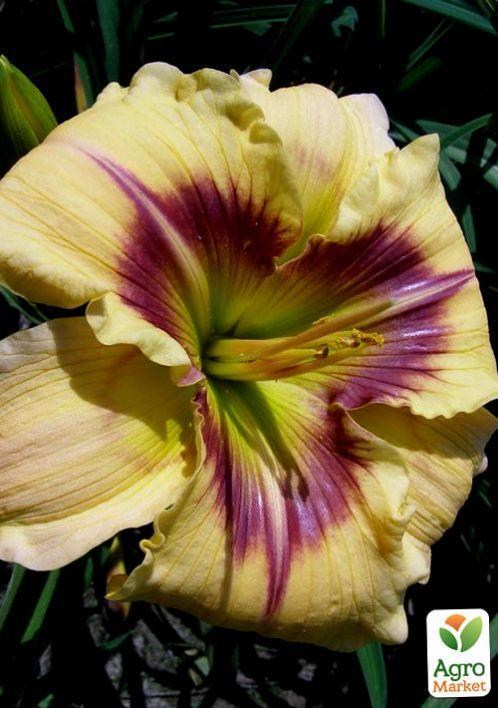 Лилейник "Violet Explosion" 1шт в упаковке