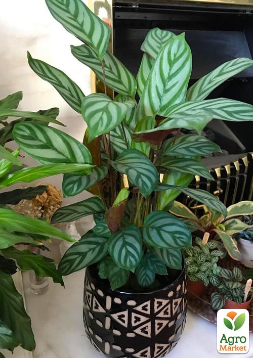 LMTD Ктенанта "Compactista" (высота 70-90см)