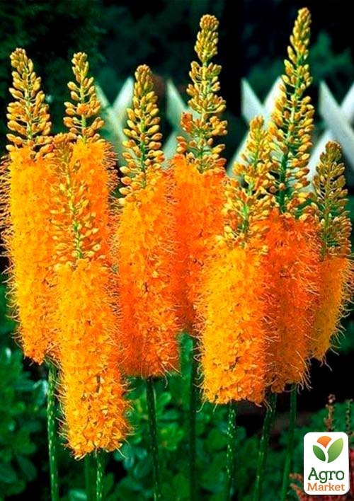 Эремурус "Rexona" 1шт в упаковке