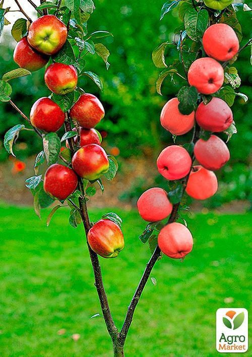 Эксклюзив! Дерево-сад Яблоня "Айдаред+Джонаголд"