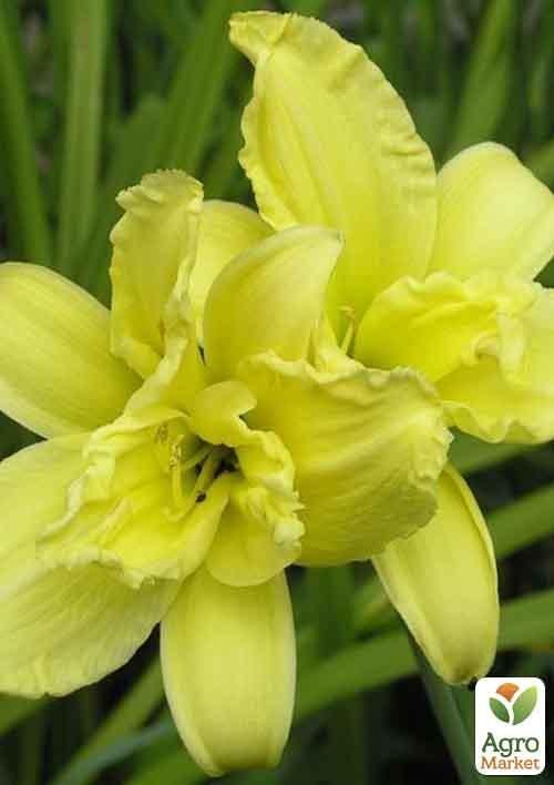 Лилейник "Vanilla Fluff" 1шт в упаковке