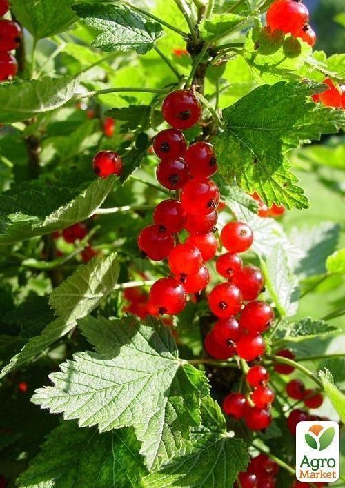 Ексклюзив! Смородина яскраво-червона "Зірка" (Star) (преміальний морозостійкий сорт) - фото 5