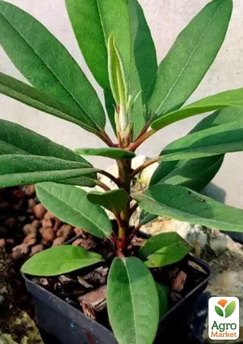 Рододендрон 2-х летний "Dotella" вазон С2, высота 15-30см - фото 2