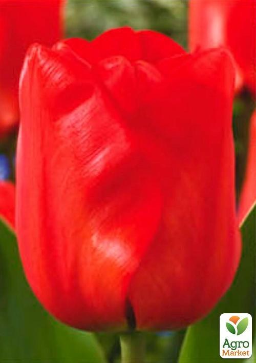 Тюльпан "Darwiorange" (размер 11/12 , крупный) 3шт в упаковке