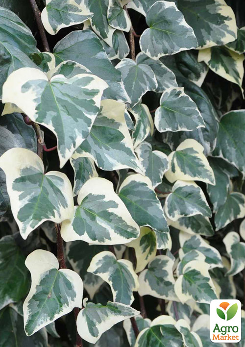 Плющ алжирський "Gloire de Marengo" контейнер Р9