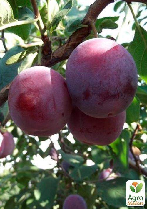 Слива "Вилора" - фото 3