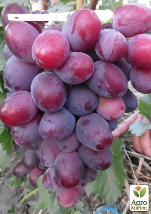 Виноград "Сенатор" - фото 3