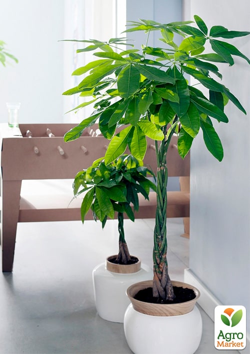 LMTD Пахіра "Aquatica" переплетена (40-50см) - фото 7