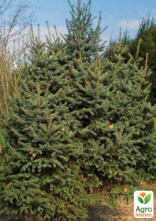 Ель Цихнайская толстоиглая "Picea Crassifolia" (горшок P9)