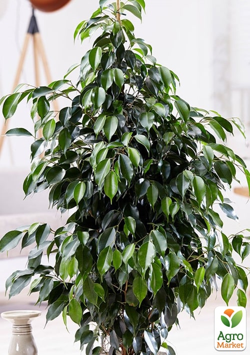 LMTD Фикус Бенджамина "Danita" (высота 50-70см) - фото 6