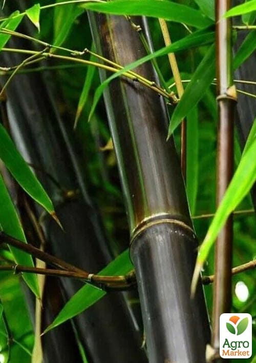 Бамбук "Phyllostachys Nigra" С3, висота 40-60см - фото 2