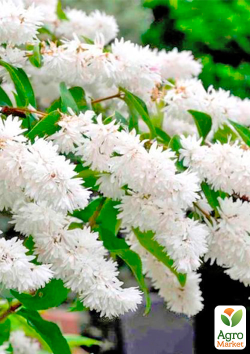 Дейция шершавая "Candidissima"  - фото 2