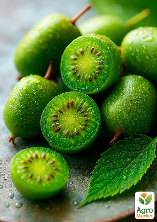 Актинидия "Римма" (мини-киви, морозостойкий сорт, поздний срок созревания)  - фото 5