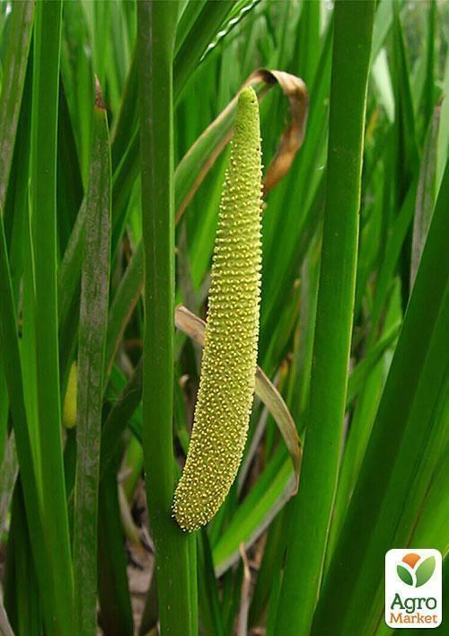 Аїр звичайний, болотний - фото 2