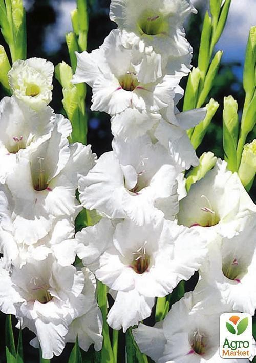Гладіолус "White Prosperity" 3шт - фото 2