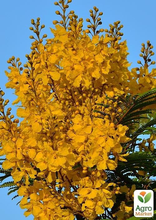 Пелтофорум Крылатоплодный "Жакаранда Жёлтая"  