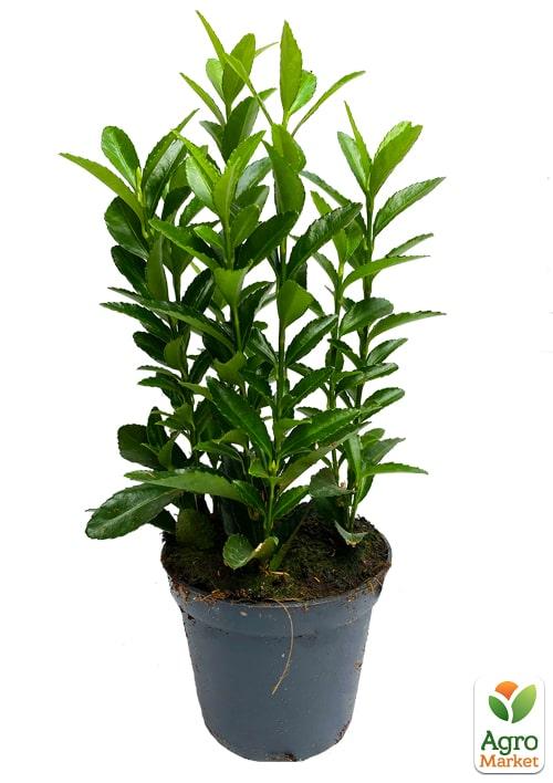 Бересклет Японский "Green Spire" - фото 7