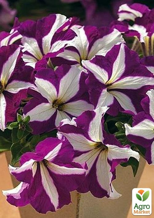 Сурфиния "Purple Star" (контейнер № 10, высота 10-15 см)